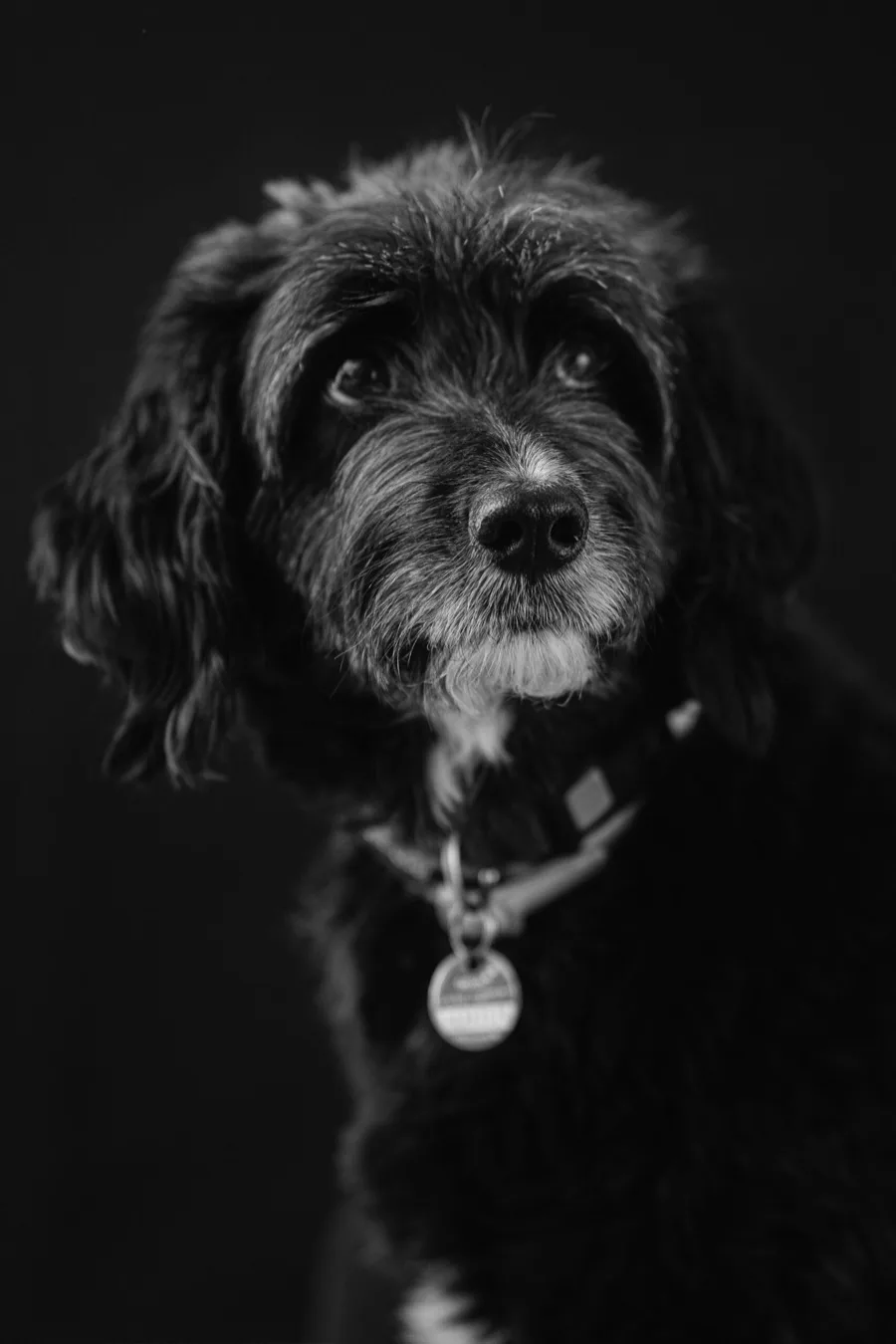 Cara